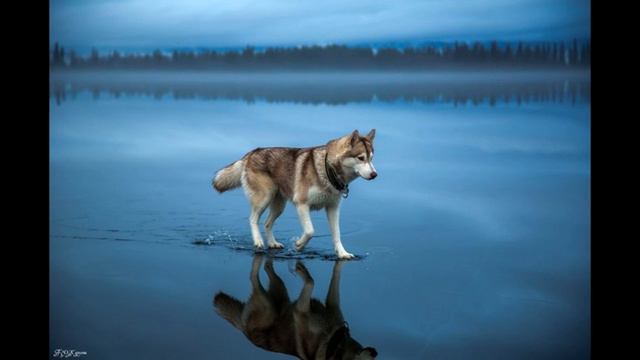 Idris& Leos - Та самая