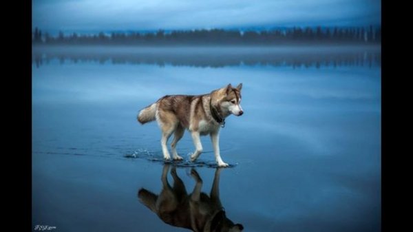 Idris& Leos - Та самая