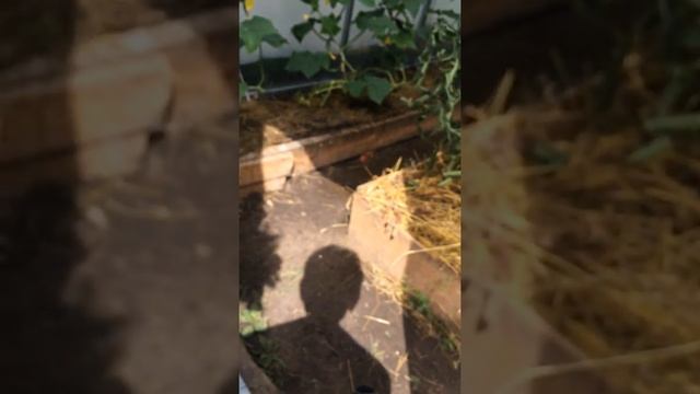 Охлаждение поликарбонатный теплицы смотреть онлайн