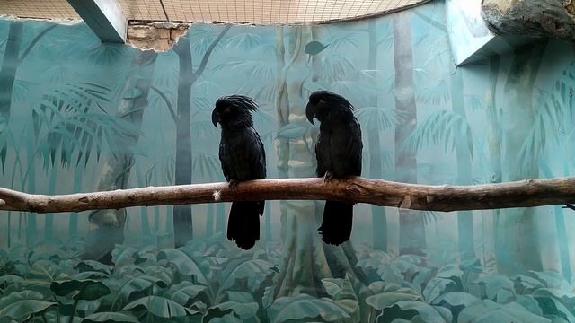 Ташкентский Зоопарк. 05.03.2023 смотреть онлайн