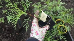 космея вырастет , если посадить ее так