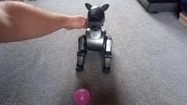 Sony Aibo 210 start up and play with Loona #aibo #sonyaibo #sony #robot смотреть онлайн