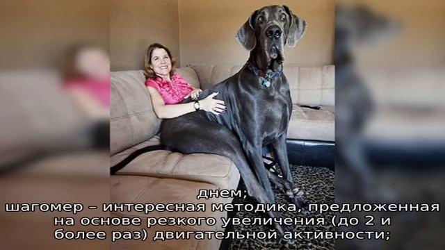 Искусственное осеменение коров – способы и преимущества смотреть онлайн