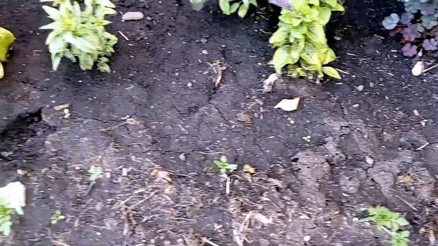 #годеция#цветы_в_саду ГОДЕЦИЯ и другие) смотреть онлайн