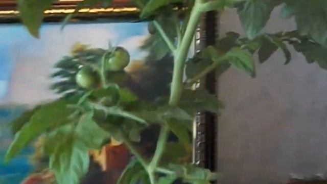 Помидоры обрезанные на подоконнике растут до потолка...:( смотреть онлайн