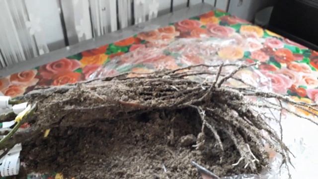 ✿➽ Питомник Розы Вдохновения ?? Обзор посылки с розами?? 3.04.20 смотреть онлайн