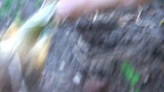 Как вырастить лук из семян ? Супер сорт лука Халцедон ? Выращивание лука на репку из севка-чернушк смотреть онлайн