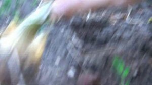 Как вырастить лук из семян ? Супер сорт лука Халцедон ? Выращивание лука на репку  из севка-чернушк