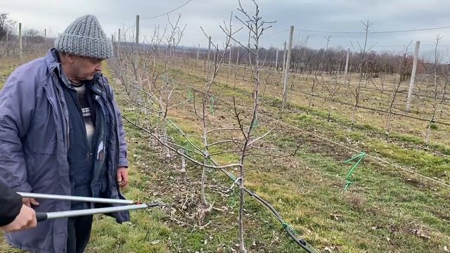 Как перепривить яблоневый сад.Своевременная перепрививка устаревшего сорта с Книп-Баум на Би -Баум смотреть онлайн