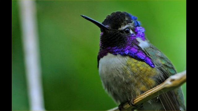 HUMMINGBIRD PHOTOS FROM MY LAPTOP - KOLIBRI FOTOK смотреть онлайн