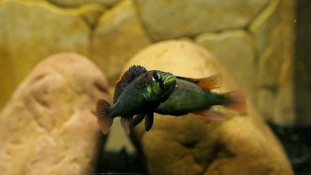 Astatotilapia Aeneocolor (Yellow Belly) fighting смотреть онлайн