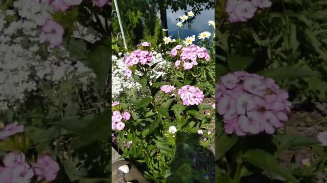 Гвоздика турецкая уход смотреть онлайн