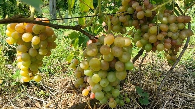 Виноград ,который не трещит - "Хамелион" смотреть онлайн