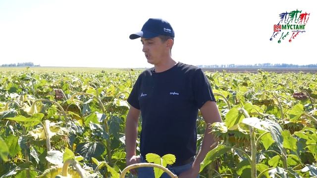 После града в степи 31 центнер. Имерия в обработке Сан Пауэр отзыв. смотреть онлайн