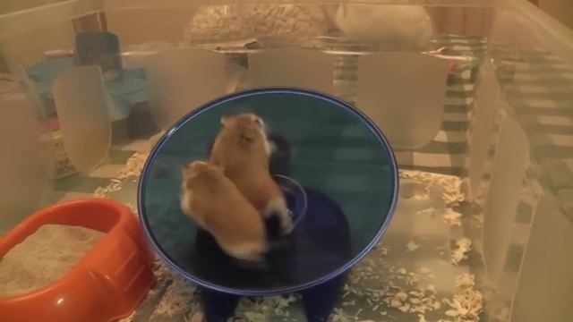 Hamsters on a Flying Saucer wheel смотреть онлайн