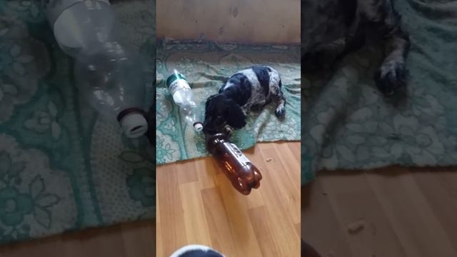 Семенычи... Толстый и Капа. ☺ смотреть онлайн