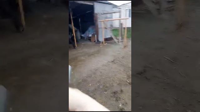 убой быка 280кг смотреть онлайн