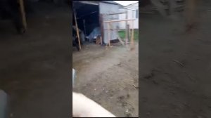 убой быка 280кг