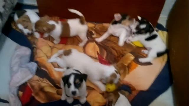 Щенки Джек Рассел терьера смотреть онлайн