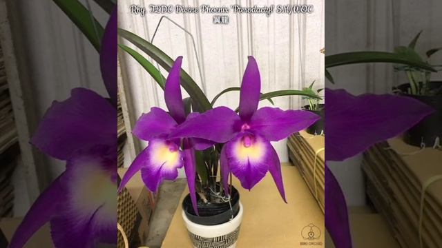 Названия ОРХИДЕЙ Cattleya // Сортовые Каттлеи смотреть онлайн