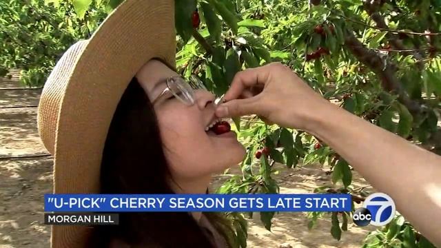 Cherry picking season is back in the Bay Area after weather causes brief delay смотреть онлайн