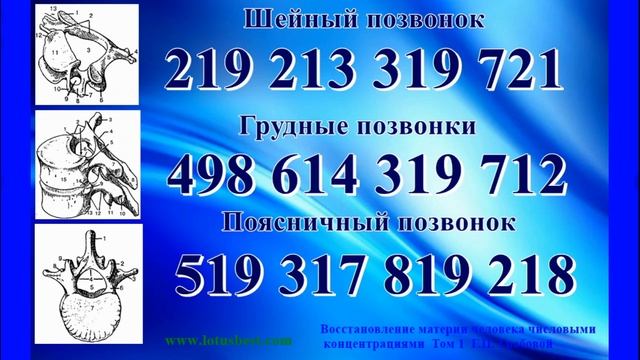 Кости. Соединения костей. Скелет. Позвоночники.Тазобедренные суставы. смотреть онлайн