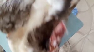 Ощип утки парогенератором