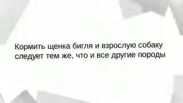 Порода собак - Бигль смотреть онлайн