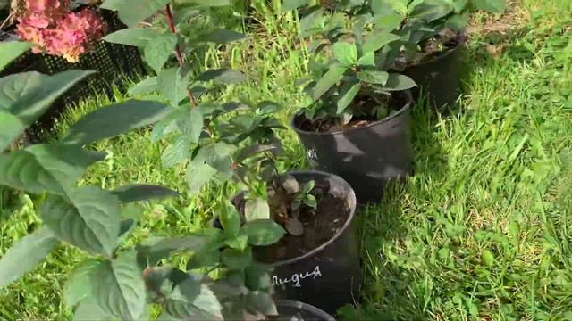 Красавица Самарская Лидия! #самарскаяЛидия#новосибирск# смотреть онлайн