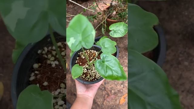 Colocasia Gigantea Variegata смотреть онлайн