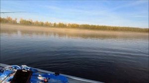 Ловля Нельмы в притоке Оби