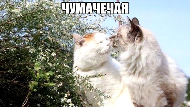 чумачечая весна смотреть онлайн