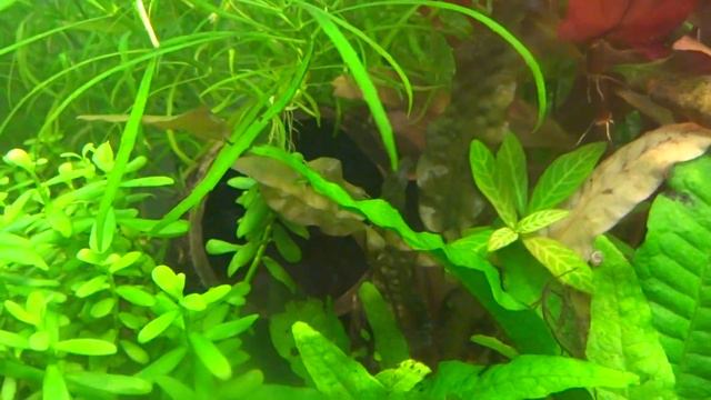 Самочка попугайчиков гоняется за своими же мальками и пытается их съесть!!! смотреть онлайн