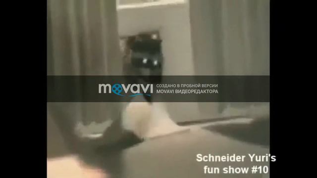 ТЕСТ НА ПСИХИКУ ПРО ЖИВОТНЫХ ОЧЕНЬ СМЕШНО ДО СЛЕЗ !!!!!!!!!!!!!!!!!!!!!!!!!!!!! смотреть онлайн