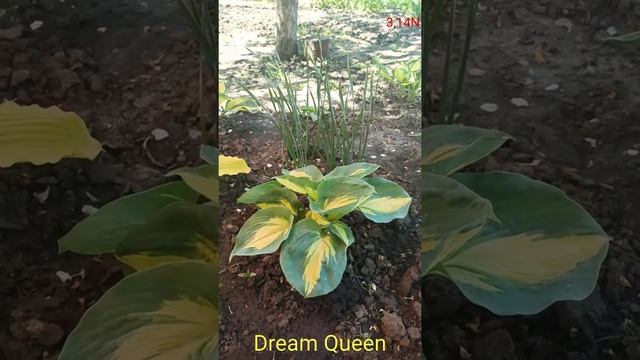 хоста Dream Queen смотреть онлайн