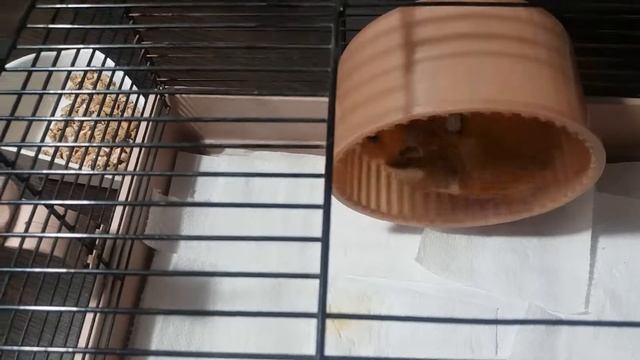 Хомки. Как приучить к туалету, лоточку, горшку хомячка. смотреть онлайн