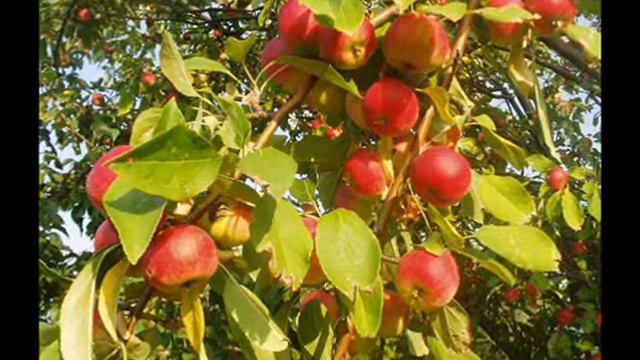 Домик окнами в сад смотреть онлайн