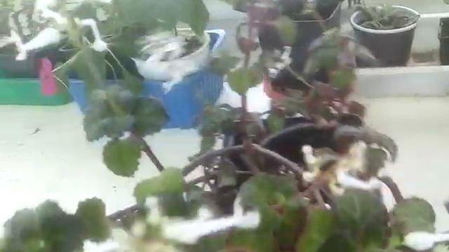 Плектрантус Эрденталя цветёт смотреть онлайн