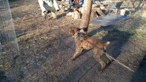 Бурбуль охрана территории. Щенок 1 год