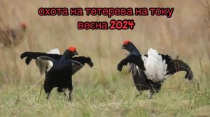 Весенняя охота на току