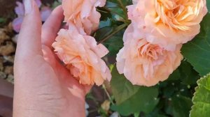 РОЗА ? СУРИР ДЕ ХАВР