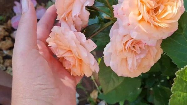 РОЗА ? СУРИР ДЕ ХАВР