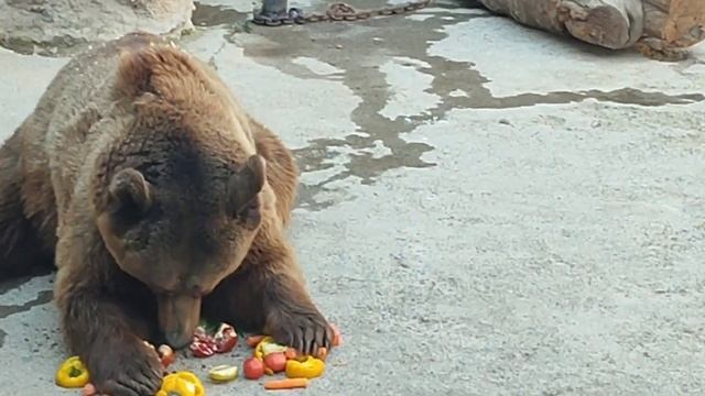 Сегодня! Медведь Зузу Стал Звездой Ташкентского Зоопарка смотреть онлайн