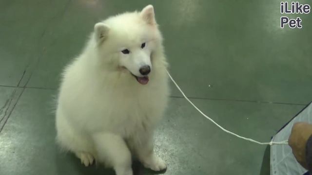 Международные выставки собак: 