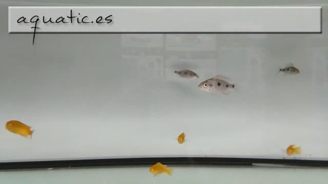 Othopharyns tetrastigma смотреть онлайн