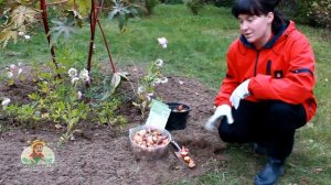 Правильная посадка тюльпанов