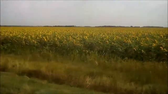 Цветы солнца смотреть онлайн