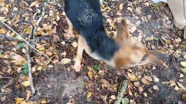 Собака с мертвыми щенками в лесо-полосе смотреть онлайн