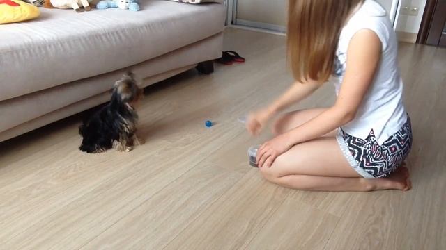 Как научить Йорка команде сидеть смотреть онлайн