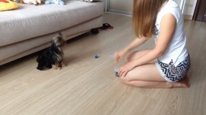Как научить Йорка команде сидеть